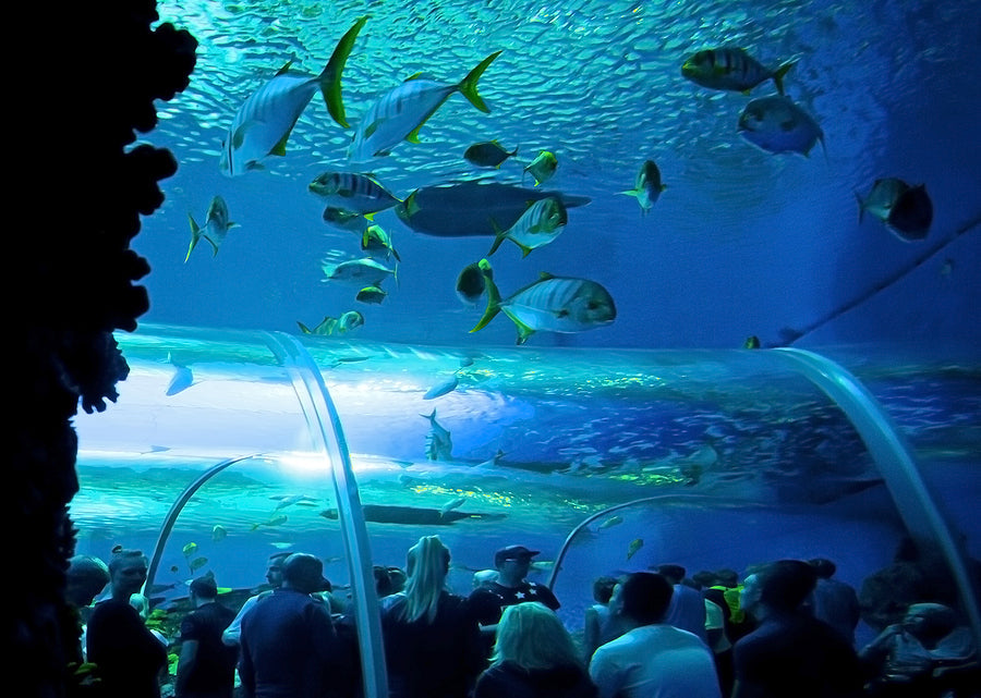 What Was The First Ever Toughened Glass Underwater Tunnel?